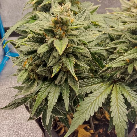 Stress Killer Automatic growlog timeline photo