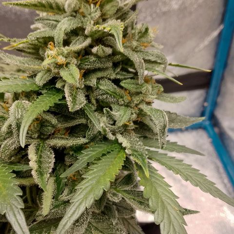 Stress Killer Automatic growlog timeline photo
