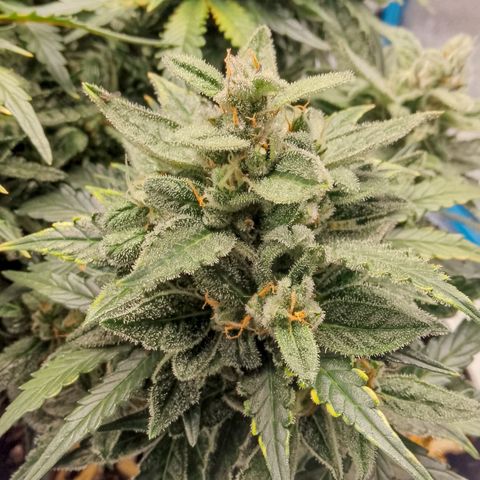 Stress Killer Automatic growlog timeline photo