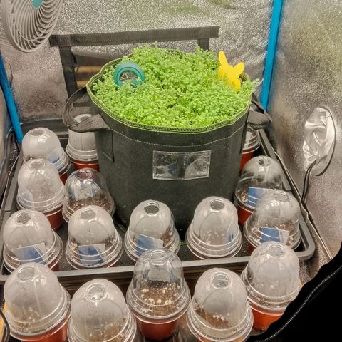 Banana Joeanna growlog photo: Diverse Kräuter, Beet Buddies und eine Kiwano von Zamnesia.