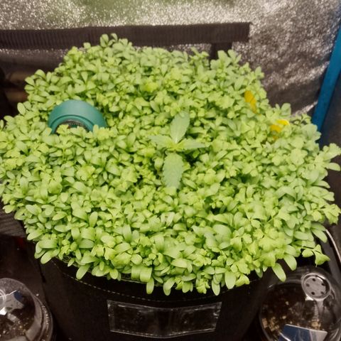 Banana Joeanna growlog timeline photo