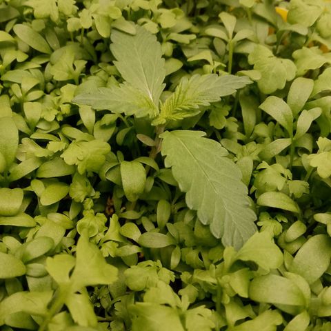 Banana Joeanna growlog timeline photo