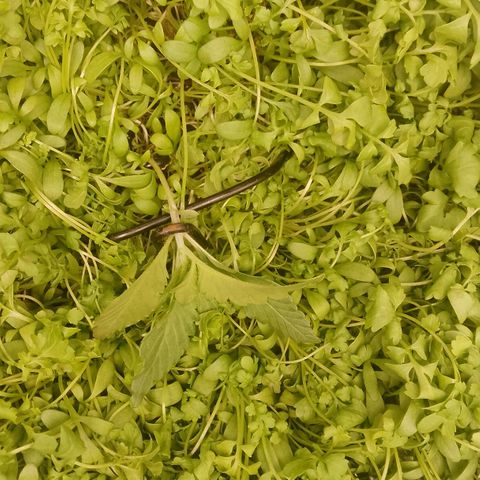 Banana Joeanna growlog timeline photo