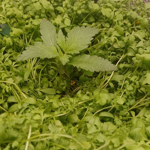 Banana Joeanna growlog timeline photo