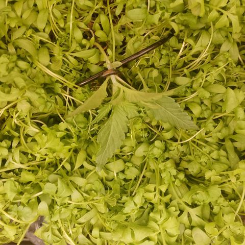 Banana Joeanna growlog timeline photo