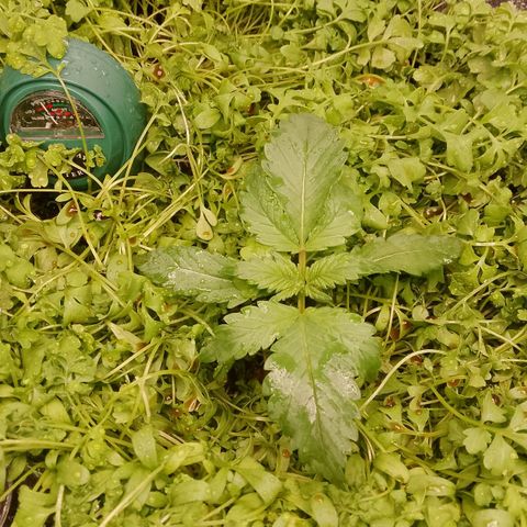 Banana Joeanna growlog timeline photo