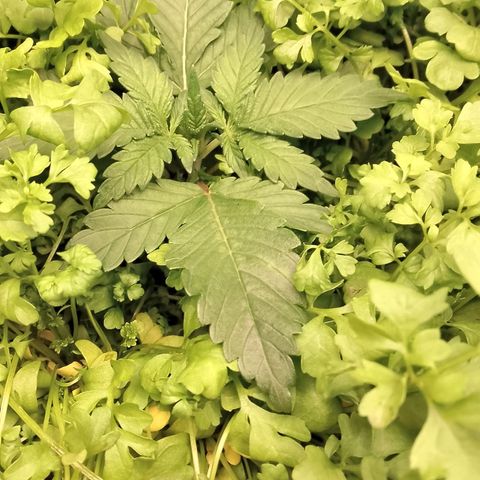 Banana Joeanna growlog timeline photo