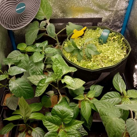 Banana Joeanna growlog photo: Haarschnitt und neue Nachbarn