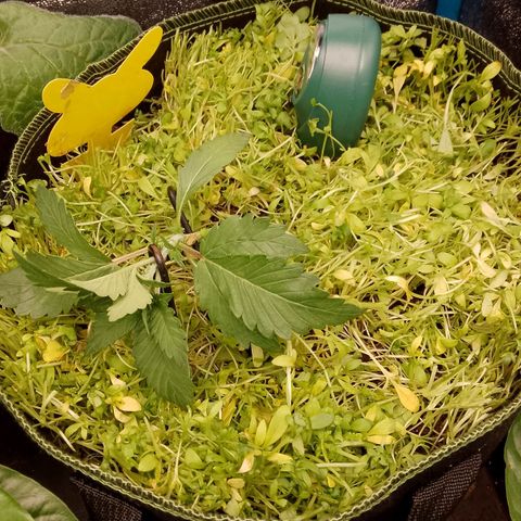 Banana Joeanna growlog photo: Haarschnitt und neue Nachbarn