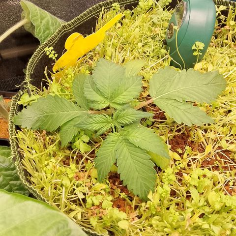 Banana Joeanna growlog timeline photo