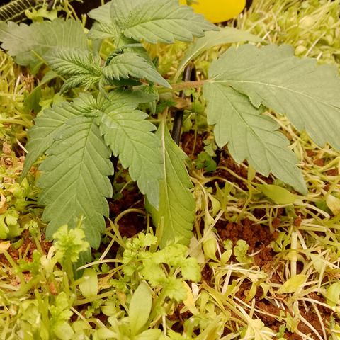 Banana Joeanna growlog timeline photo