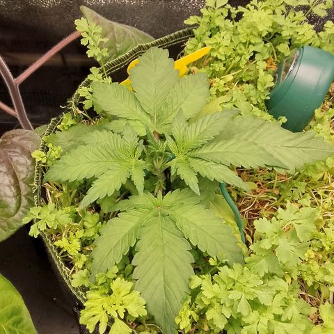 Banana Joeanna growlog timeline photo