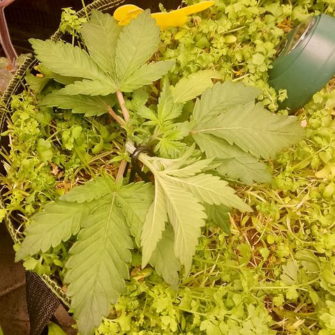 Banana Joeanna growlog timeline photo