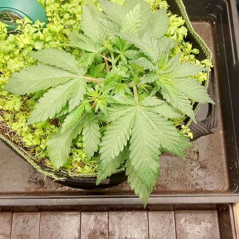 Banana Joeanna growlog timeline photo