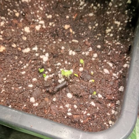 Orange Apricot Glue XL Auto growlog timeline photo