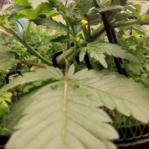 Banana Joeanna growlog timeline photo