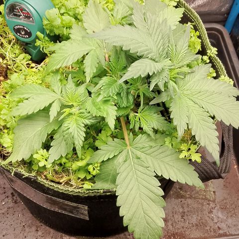 Banana Joeanna growlog timeline photo