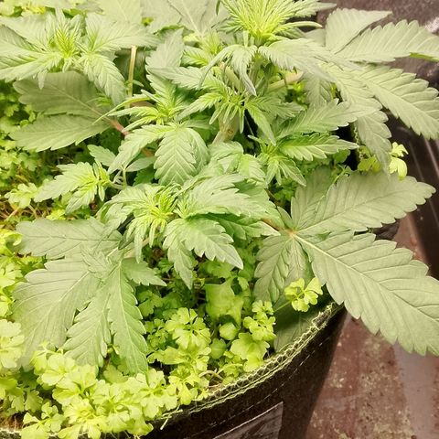 Banana Joeanna growlog timeline photo