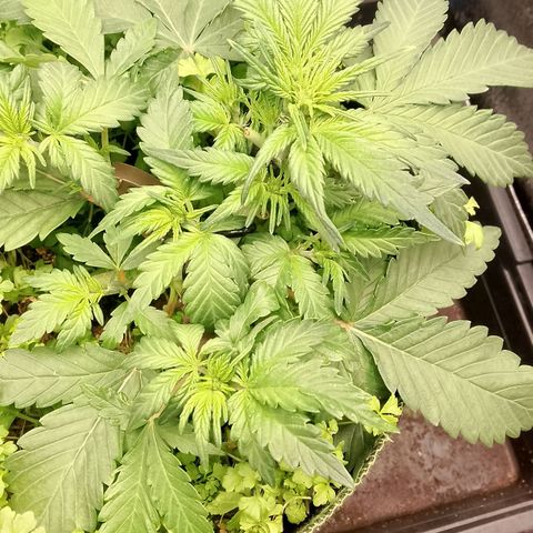 Banana Joeanna growlog timeline photo