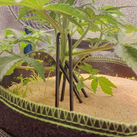 Banana Joeanna growlog timeline photo