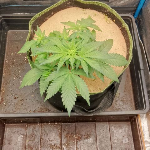 Banana Joeanna growlog timeline photo