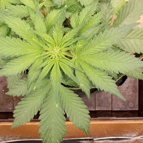 Banana Joeanna growlog timeline photo