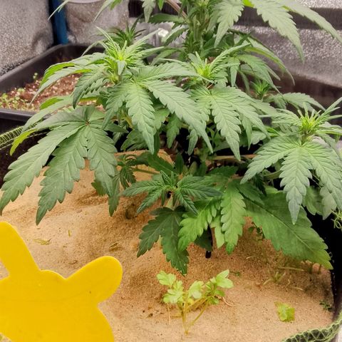 Banana Joeanna growlog timeline photo