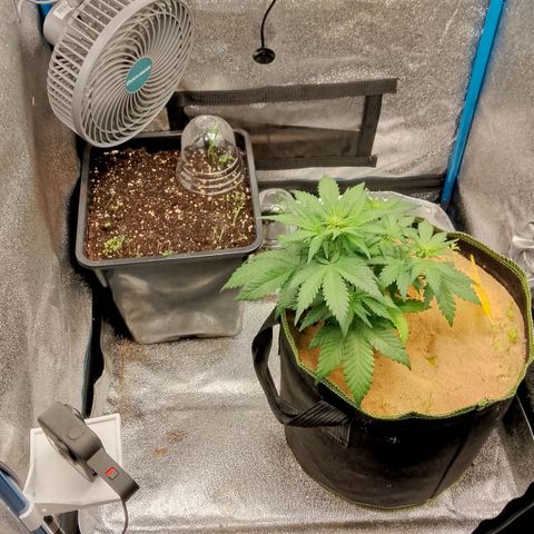 Banana Joeanna growlog timeline photo