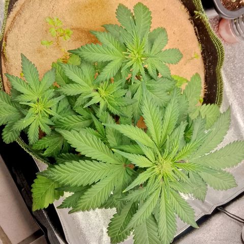 Banana Joeanna growlog timeline photo