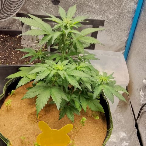 Banana Joeanna growlog timeline photo