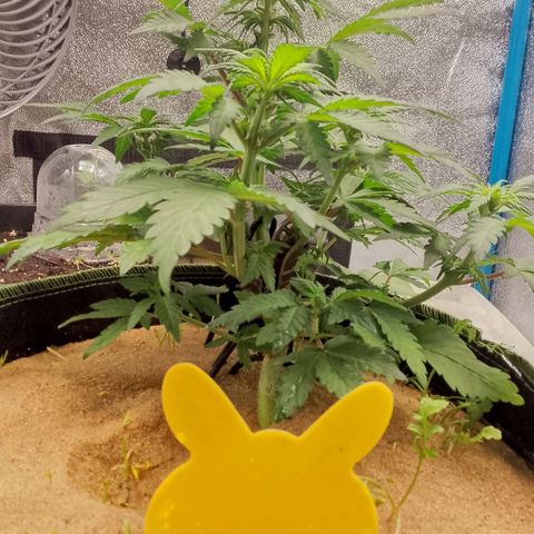 Banana Joeanna growlog timeline photo