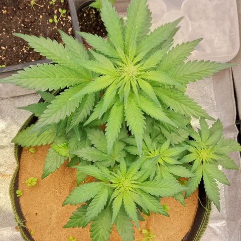 Banana Joeanna growlog timeline photo