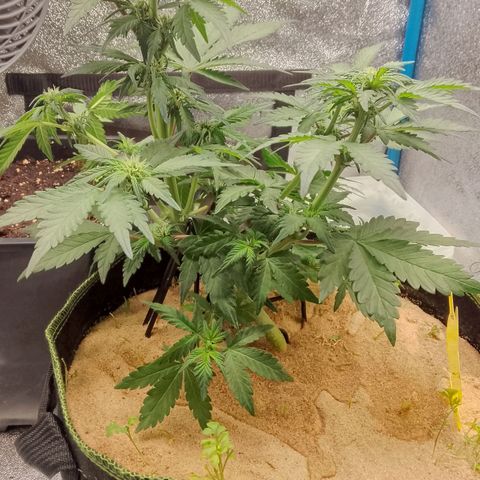 Banana Joeanna growlog timeline photo