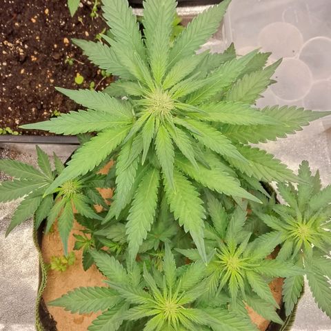 Banana Joeanna growlog timeline photo