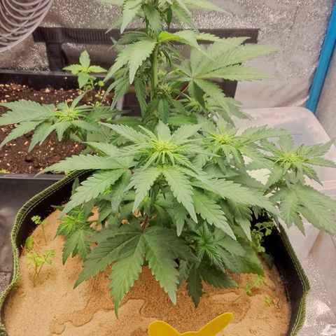 Banana Joeanna growlog timeline photo