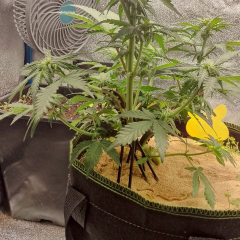 Banana Joeanna growlog timeline photo