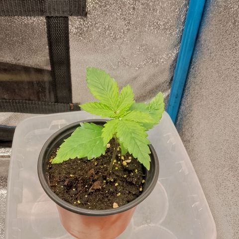 Doobies Pie growlog timeline photo