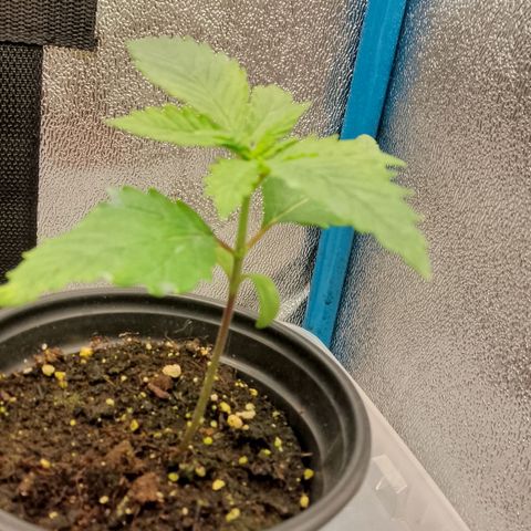 Doobies Pie growlog timeline photo