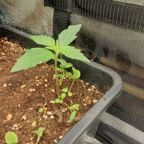 Orange Apricot Glue XL Auto growlog timeline photo