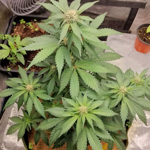 Banana Joeanna growlog timeline photo