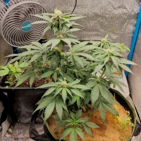 Banana Joeanna growlog timeline photo