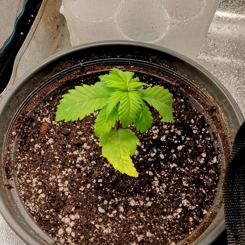 Doobies Pie growlog timeline photo