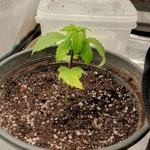 Doobies Pie growlog timeline photo