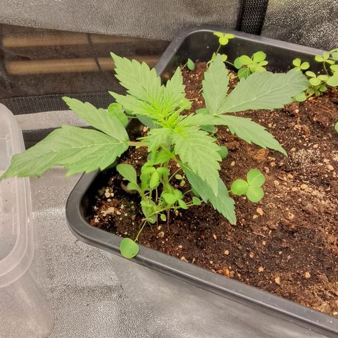 Orange Apricot Glue XL Auto growlog timeline photo