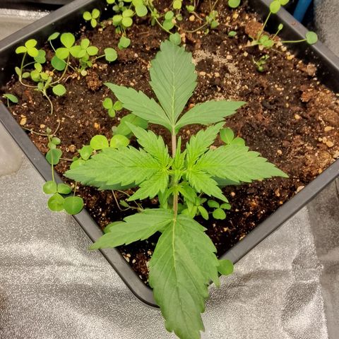 Orange Apricot Glue XL Auto growlog timeline photo