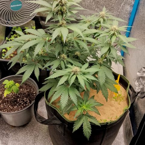 Banana Joeanna growlog timeline photo