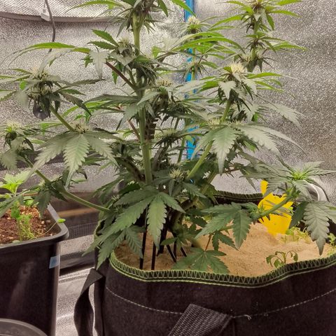 Banana Joeanna growlog timeline photo