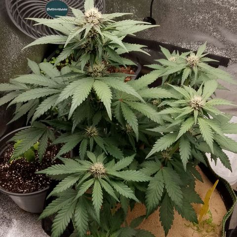 Banana Joeanna growlog timeline photo