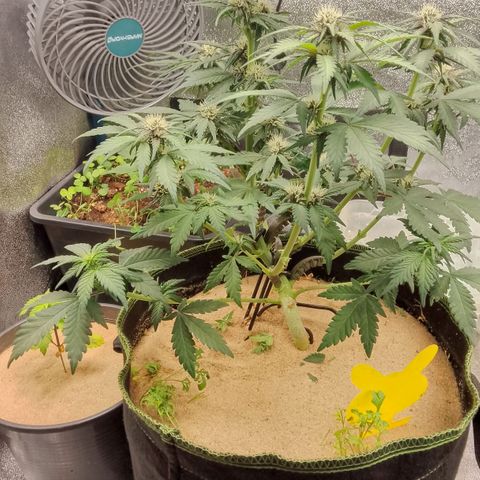 Banana Joeanna growlog timeline photo