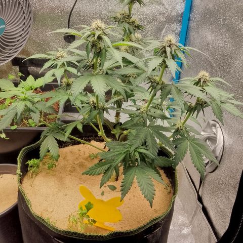 Banana Joeanna growlog timeline photo